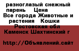 разноглазый снежный парень. › Цена ­ 10 000 - Все города Животные и растения » Кошки   . Ростовская обл.,Каменск-Шахтинский г.